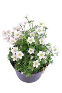 Saxifraga Bianca v14 egarden.store online