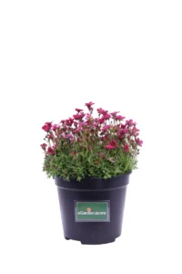 Saxifraga Fucsia v14 egarden.store online