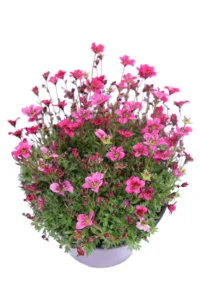 Saxifraga Fucsia v14 egarden.store online