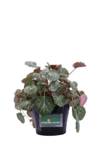 Saxifraga Stolonifera v17 egarden.store online