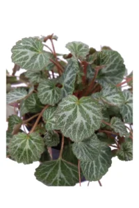 Saxifraga Stolonifera v17 egarden.store online