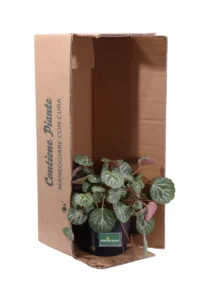 Saxifraga Stolonifera v17 egarden.store online