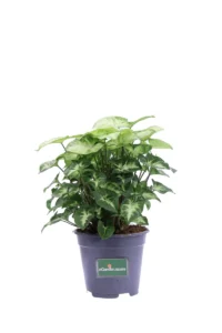 Syngonium Arrow v14 egarden.store online