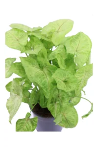 Syngonium Berry Allusion v14 egarden.store online