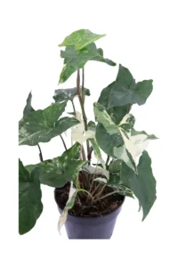 Syngonium Podophyllum Albo Variegato v15 egarden.store online