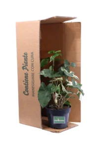 Syngonium Podophyllum Albo Variegato v15 egarden.store online