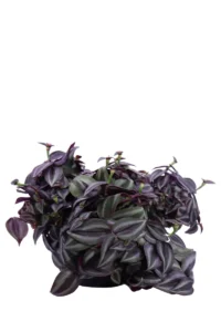 Tradescantia Zebrina Buirgundy v16 egarden.store online