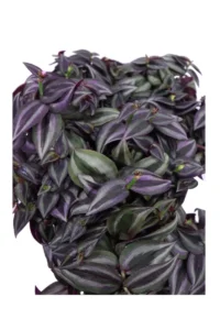 Tradescantia Zebrina Buirgundy v16 egarden.store online
