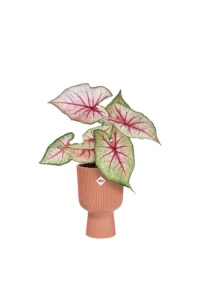 Vaso Vibes Fold Copue Pink v14 egarden.store online