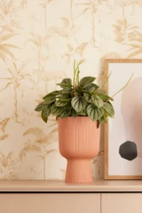 Vaso Vibes Fold Copue Pink v14 egarden.store online