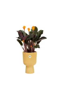 Vaso Vibes Fold Copue Yellow v14 egarden.store online