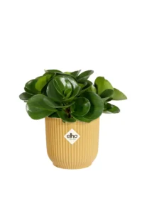 Vaso Vibes Fold Round Mini Yellow v9 egarden.store online