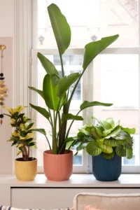 Vaso Vibes Fold Round egarden.store online