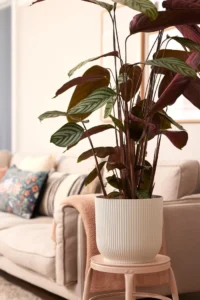 Vaso Vibes Fold Round egarden.store online