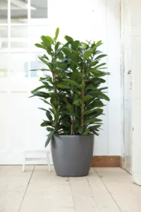 Vaso brussels round Wheels Anthracite v35 egarden.store online