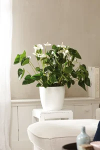 Vaso brussels round White v10 egarden.store online