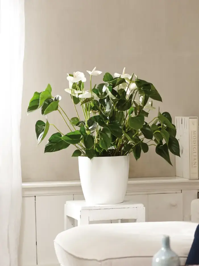 Vaso brussels round White v10 egarden.store online