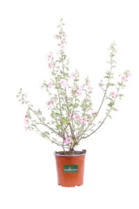 Anisodontea Malvastroides v16 egarden.store online