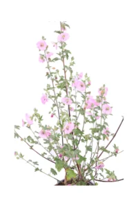 Anisodontea Malvastroides v16 egarden.store online