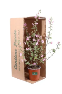 Anisodontea Malvastroides