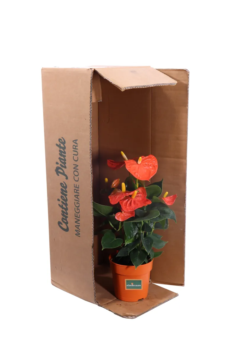 Anthurium Arancione v12 egarden.store online