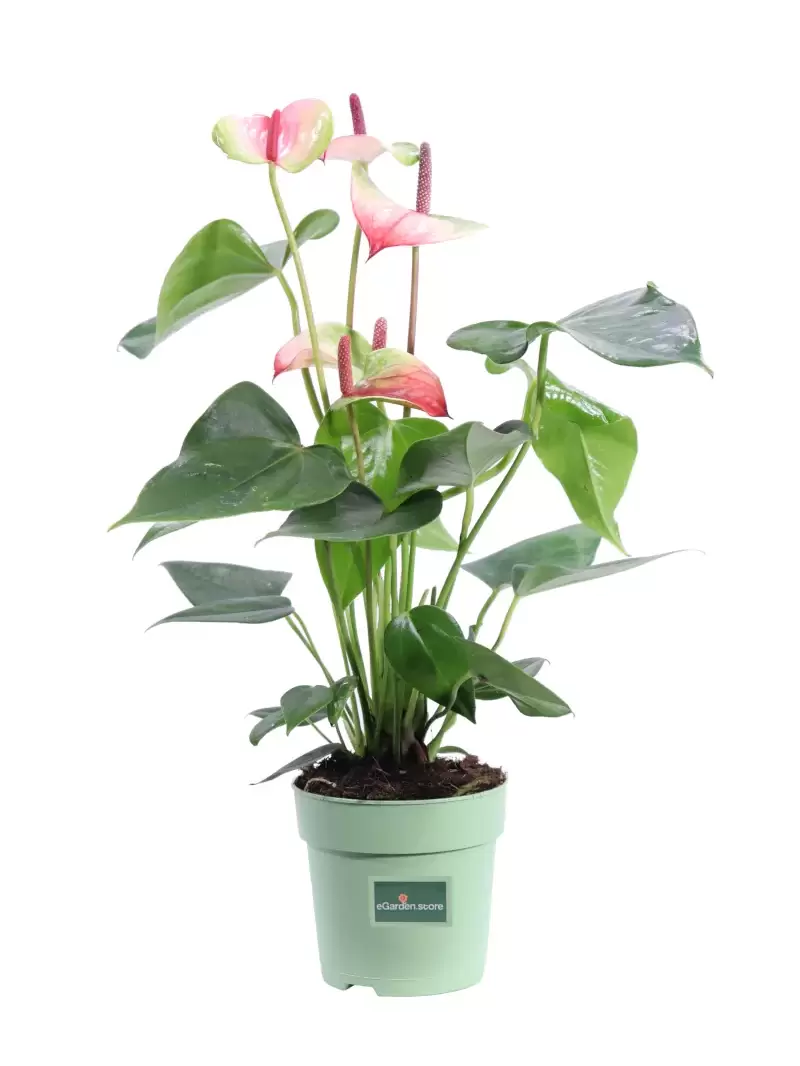 Anthurium Tricolor v12 egarden.store online
