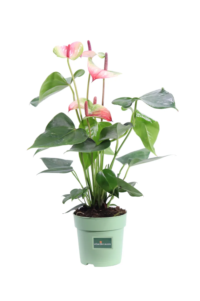 Anthurium Tricolor v12 egarden.store online