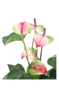 Anthurium Tricolor v12 egarden.store online