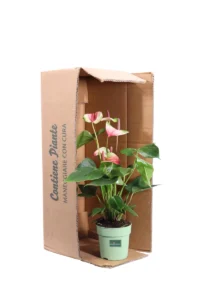 Anthurium Tricolor v12 egarden.store online