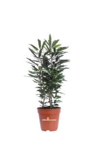 Aralia - Plerandra Elegantissima v12 egarden.store 1 Aralia - Plerandra Elegantissima v12 egarden.store online