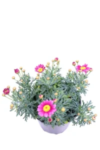 Argyranthemum Frutescens Fucsia v14 egarden.store online