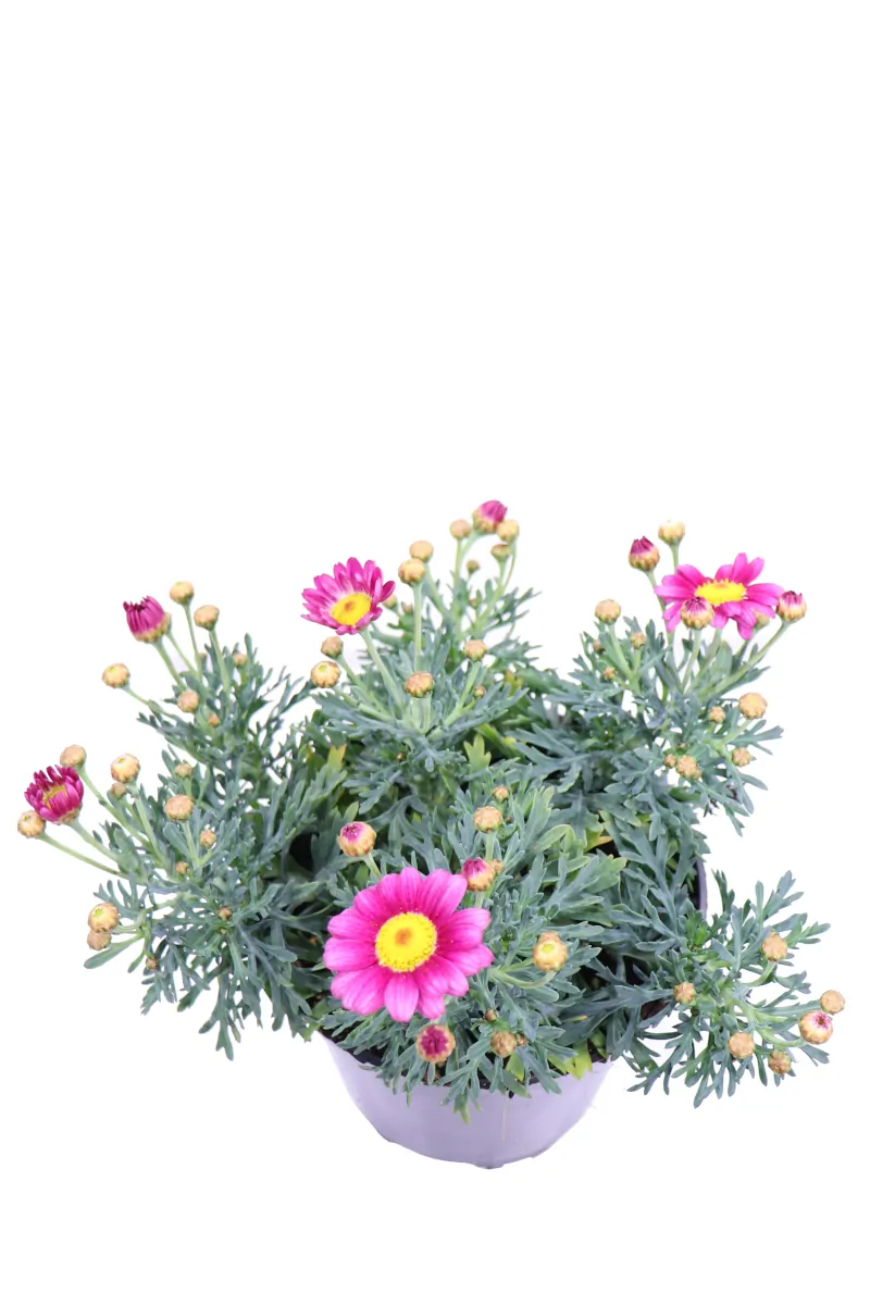 Argyranthemum Frutescens Fucsia v14 egarden.store online