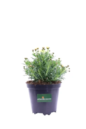 Argyranthemum Frutescens Gialla v14 egarden.store online
