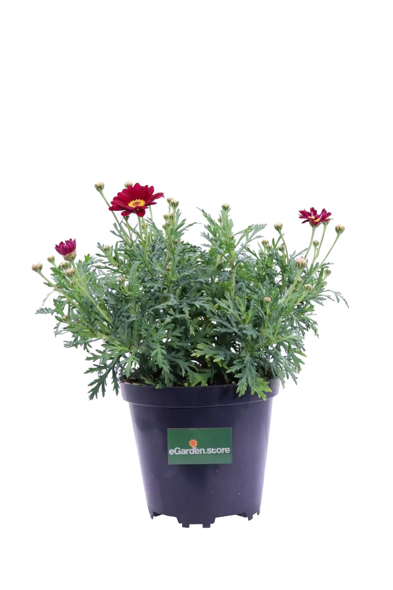 Argyranthemum Frutescens Rossa v14 egarden.store online