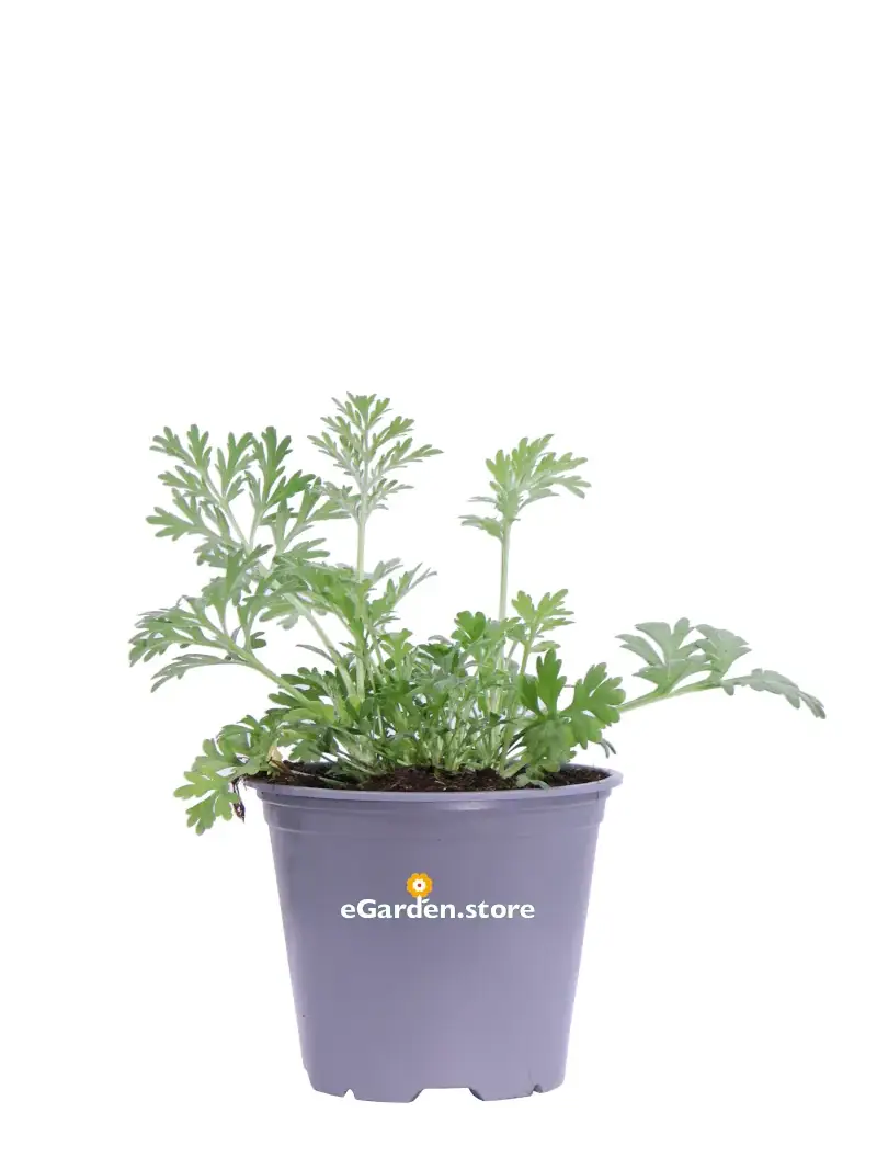Assenzio Maggiore - Artemisia Absinthium v14 egarden.store online