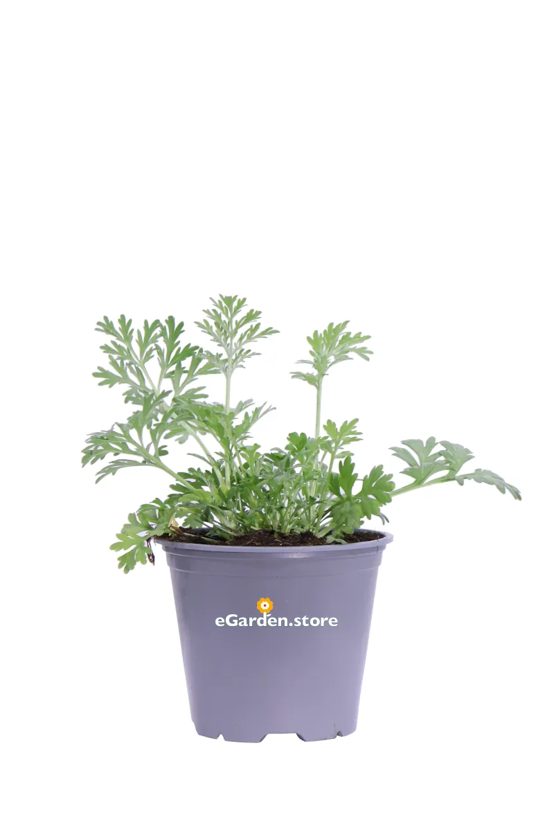 Assenzio Maggiore - Artemisia Absinthium v14 egarden.store online