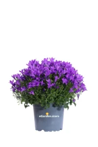 Campanula Portenschlagiana Viola v12 egarden.store 1 Campanula Portenschlagiana Viola v12 egarden.store online