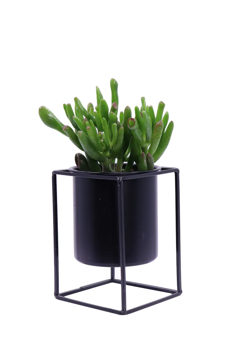 Composizione Succulente Iron 1 v9 egarden.store online