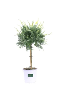 Cytisus Racemosus Alberello v15 egarden.store online