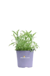 Dragoncello - Artemisia Dracunculus v14 egarden.store online