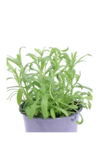 Dragoncello - Artemisia Dracunculus v14 egarden.store online