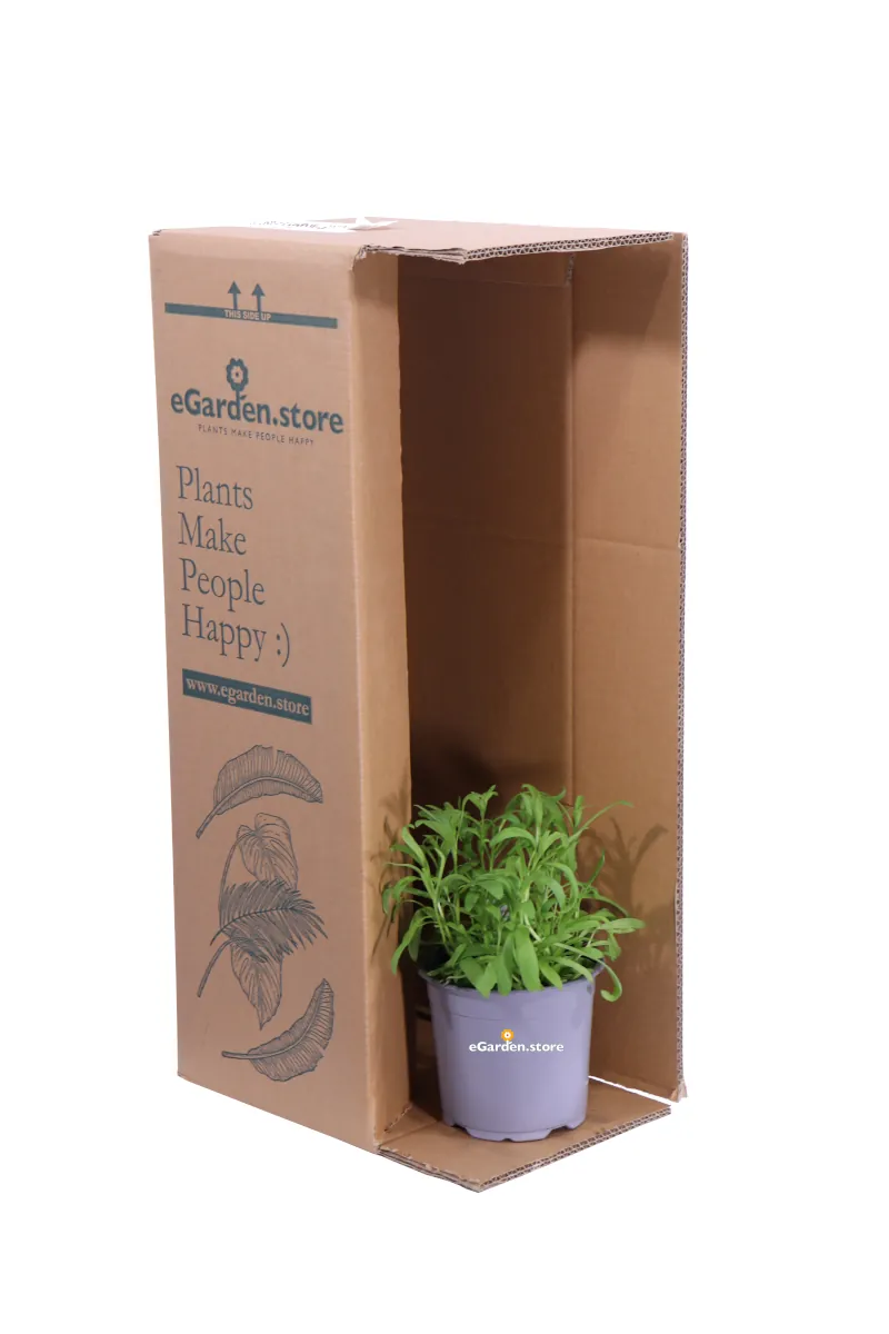 Dragoncello - Artemisia Dracunculus v14 egarden.store online