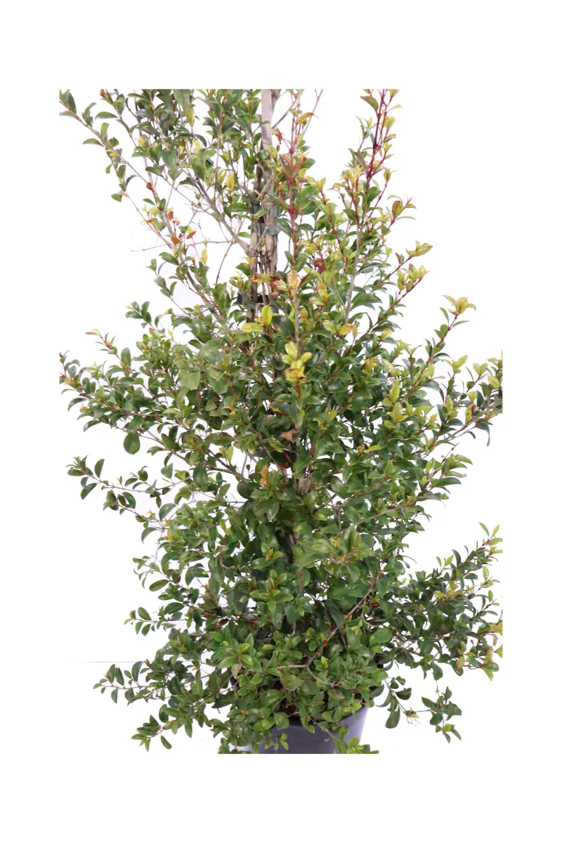 Eugenia Myrtifolia - Vivaio Online eGarden