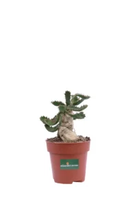 Euphorbia Stellata v9 egarden.store online
