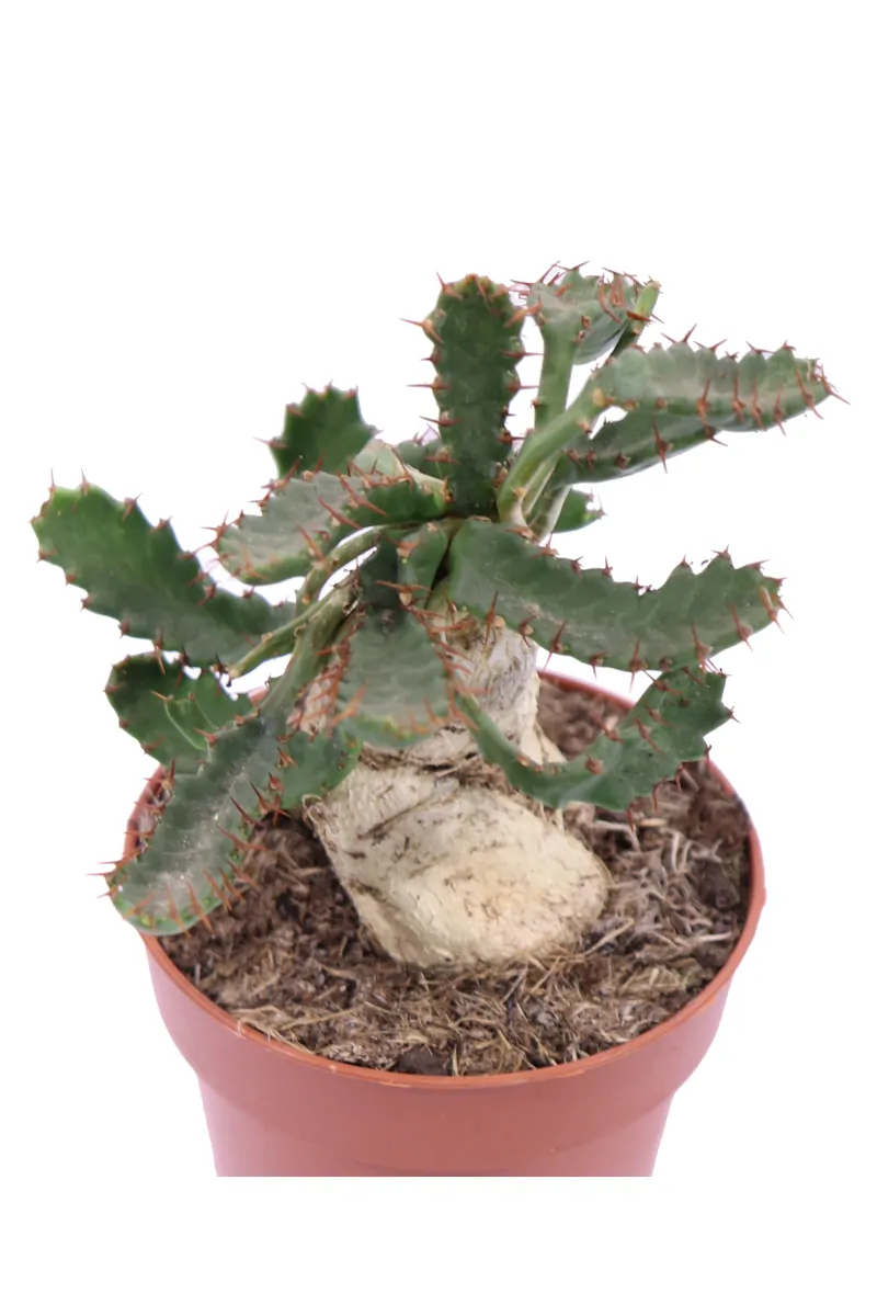 Euphorbia Stellata v9 egarden.store online