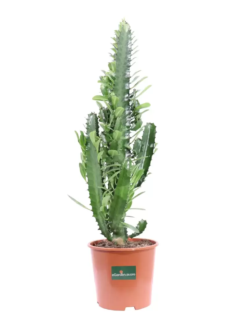 Euphorbia Trigona v17 egarden.store online