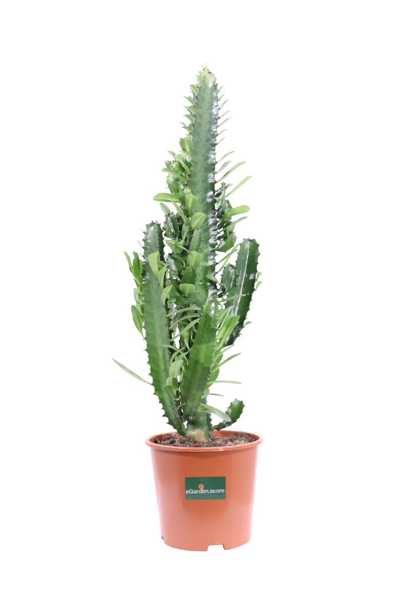 Euphorbia Trigona v17 egarden.store online