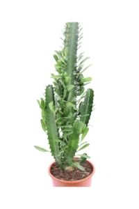 Euphorbia Trigona v17 egarden.store online