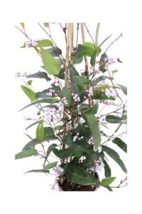 Handerbergia Alba v16 egarden.store 2 Handerbergia Alba v16 egarden.store online