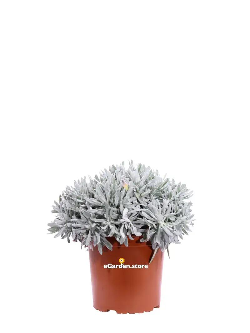 Elicriso - Helichrysum Orientalis